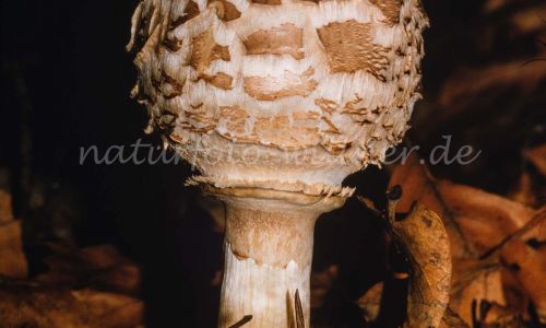 Gemeine Safranschirmling, Safran-Riesenschirmpilz (Chlorophyllum rachodes, Macrolepiota rachodes) Foto W. Willner_7897