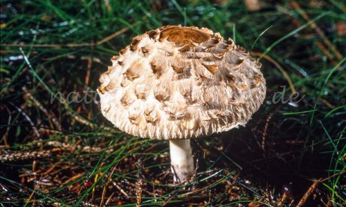 Gemeine Safranschirmling, Safran-Riesenschirmpilz (Chlorophyllum rachodes, Macrolepiota rachodes) Foto W. Willner_7964