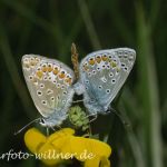 Gemeiner Bläuling (Polyommatus icarus)