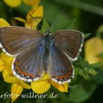 Gemeiner Bläuling 4 Foto W. Willner
