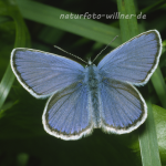 Gemeiner Bläuling 6 Foto W. Willner