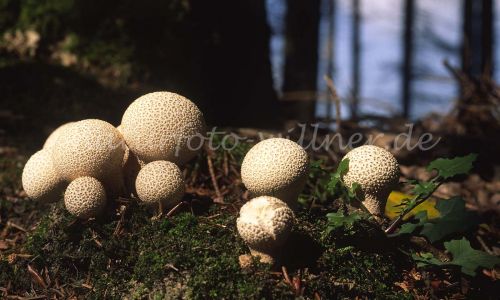 Gemeiner Kartoffelbovist Scleroderma citrinum Foto W. Willner 1