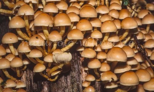 Gemeiner Samtfußrübling (Flammulina velutipes, Collybia velutipes) Foto W. Willner_7892