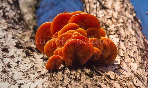 Gemeiner Samtfußrübling (Flammulina velutipes, Collybia velutipes) Foto W. Willner_7930