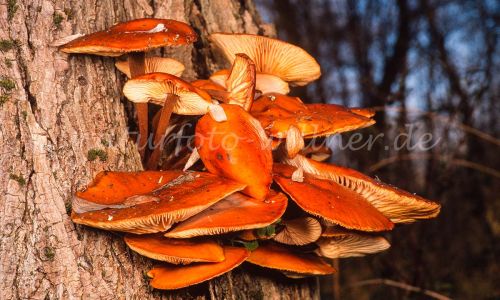 Gemeiner Samtfußrübling (Flammulina velutipes, Collybia velutipes) Foto W. Willner_7931