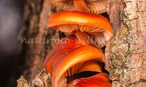 Gemeiner Samtfußrübling (Flammulina velutipes, Collybia velutipes) Foto W. Willner_8004