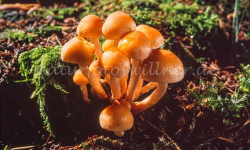 Gemeiner Samtfußrübling (Flammulina velutipes, Collybia velutipes) Foto W. Willner_8012