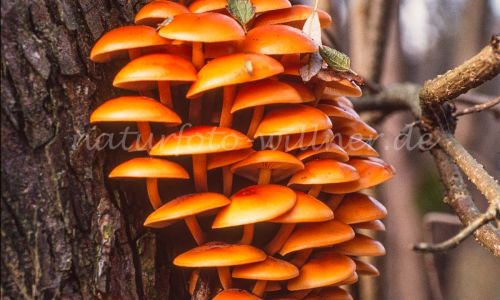Gemeiner Samtfußrübling (Flammulina velutipes, Collybia velutipes) Foto W. Willner_8014