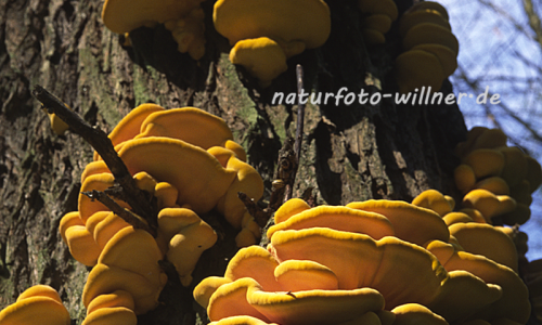 Gemeiner Schwefelporling (Laetiporus sulphureus) 1 Foto W. Willner