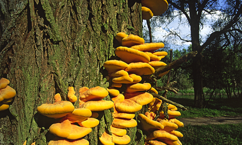 Gemeiner Schwefelporling (Laetiporus sulphureus) 2 Foto W. Willner