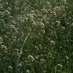 Gemeines Hirtentäschel 15 (Capsella bursa-pastoris) Foto W. Willner