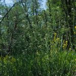 Gemeines Hirtentäschel 18 (Capsella bursa-pastoris) Foto W. Willner