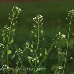 Gemeines Hirtentäschel 39 (Capsella bursa-pastoris) Foto W. Willner