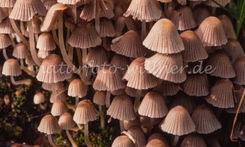 Gesäter Tintling Coprinus disseminatus Foto W. Willner_7910