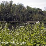Gewöhnliche Knoblauchsrauke 1 (Alliaria petiolata) Foto W. Willner