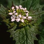 Gewöhnliche Knoblauchsrauke (Alliaria petiolata) 12 Foto W. Willner