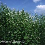 Gewöhnliche Knoblauchsrauke (Alliaria petiolata) 13 Foto W. Willner