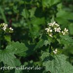 Gewöhnliche Knoblauchsrauke (Alliaria petiolata) 15 Foto W. Willner