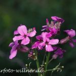 Gewöhnliche Nachtviole (Hesperis matronalis) Foto W. Willner-2