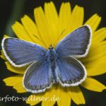 Ginster-Bläuling 2 (Lycaeides idas) Foto W. Willner