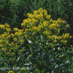 Glattes Brillenschötchen (Biscutella laevigata) Foto W. Willner_2