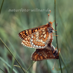Goldener Scheckenfalter 1 (Eurodryas aurinia) Foto W. Willner