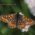 Goldener Scheckenfalter 17 (Eurodryas aurinia) Foto W. Willner