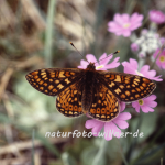 Goldener Scheckenfalter 2 (Eurodryas aurinia) Foto W. Willner