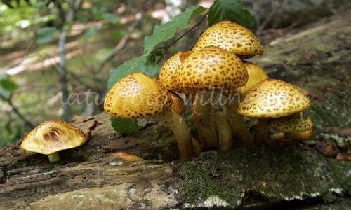 Goldfell Schüppling (Pholiota aurivella) Foto W. Willner 3
