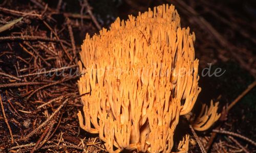Goldgelbe Koralle (Ramaria aurea) Foto W. Willner_8011