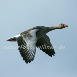 Graugänse 7 Foto W. Willner