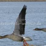 Graugänse abfliegend 2 Foto W. Willner