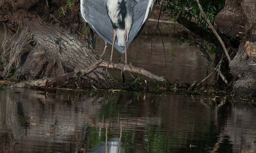 Graureiher Ardea cinerea Naturfoto WillnerDSC_1261