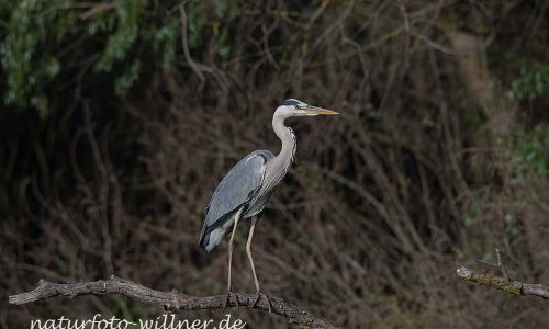 Graureiher Ardea cinerea Naturfoto WillnerDSC_1271