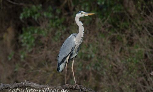 Graureiher Ardea cinerea Naturfoto WillnerDSC_1277