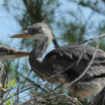 Graureiher Foto W. Willner36