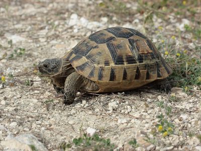 Griechische Landschildkröte Foto W. Willner 7