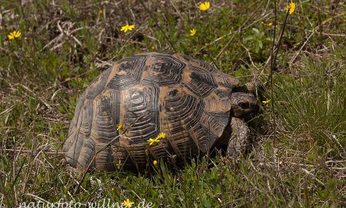Griechische Landschildkröte Testudo graeca Foto W. Willner IMG_8372