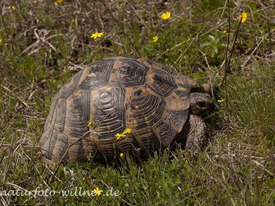Griechische Landschildkröte Testudo graeca Foto W. Willner IMG_8372
