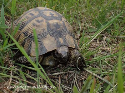 Griechische-Landschildkröte-Testudo-hermanni