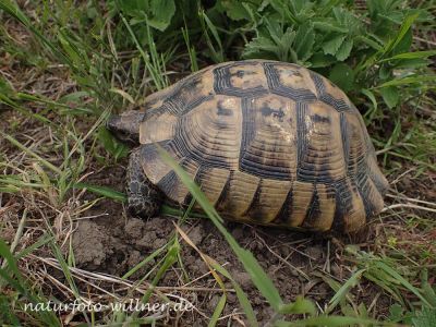 Griechische Landschildkröte Testudo Griechische-Landschildkröte-Testudo-hermanni Foto W. Willner P4300201
