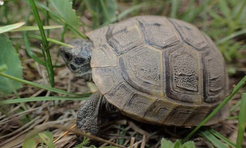 Griechische-Landschildkröte-Testudo-hermanni