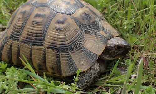 Griechische-Landschildkröte-Testudo-hermanni