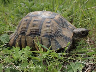 Griechische-Landschildkröte-Testudo-hermanni