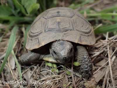Griechische-Landschildkröte-Testudo-hermanni