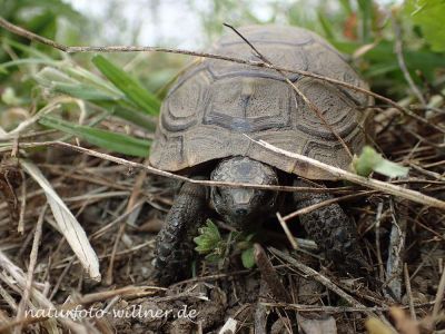 Griechische Landschildkröte Testudo graeca Foto W. Willner P4300236