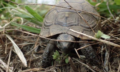 Griechische Landschildkröte Testudo graeca Foto W. Willner P4300236
