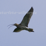 Großer Brachvogel 4 Foto W. Willner