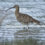 Großer Brachvogel 5 Foto W. Willner