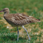 Großer Brachvogel (Numenius arquata)